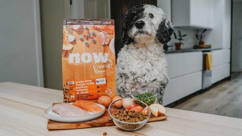 Different types of dog food formulations displayed in bowls for various life stages.
