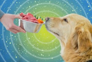 A healthy dog sitting in a kitchen beside premium dog food packaging.