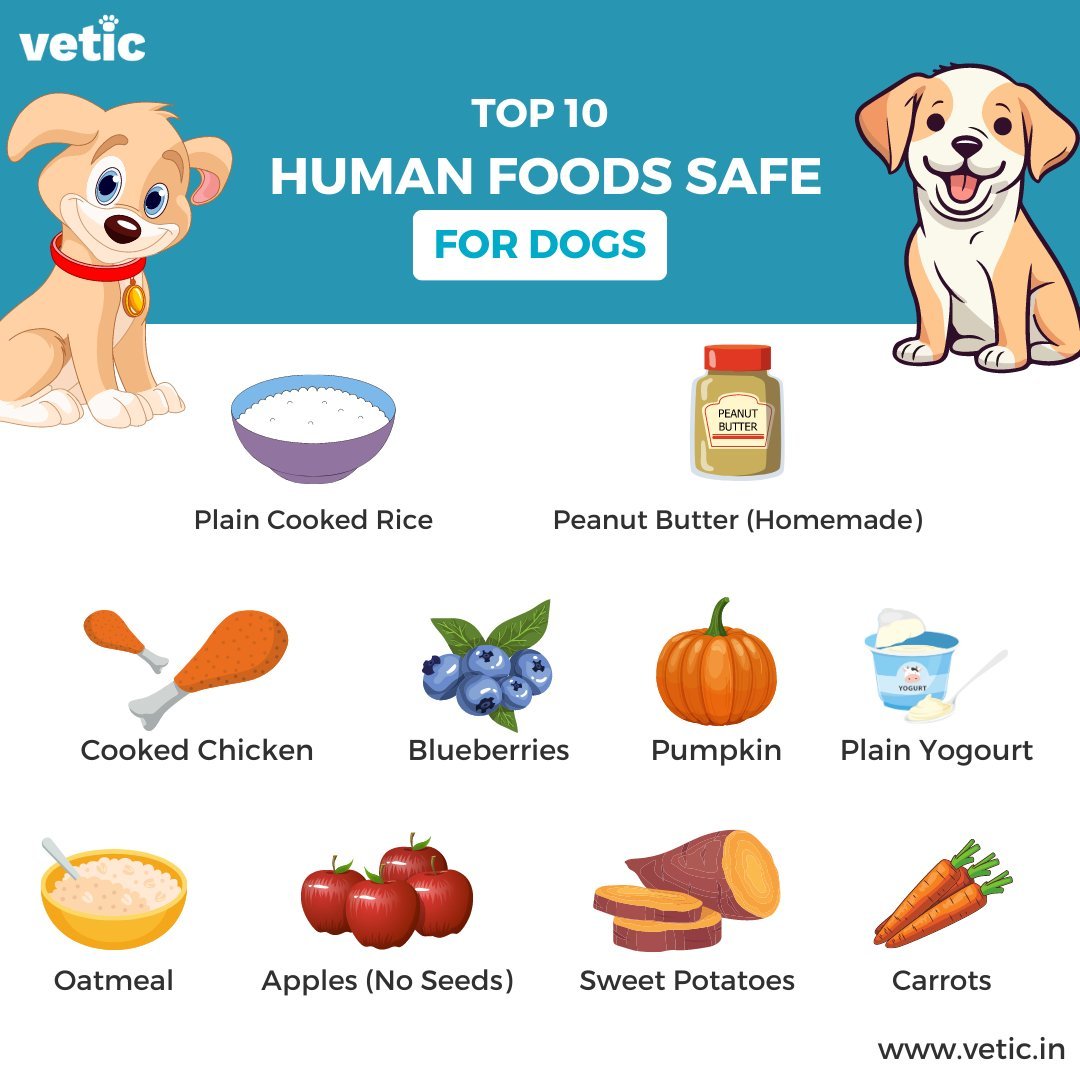 A person preparing a safe snack for their dog to answer dietary questions.