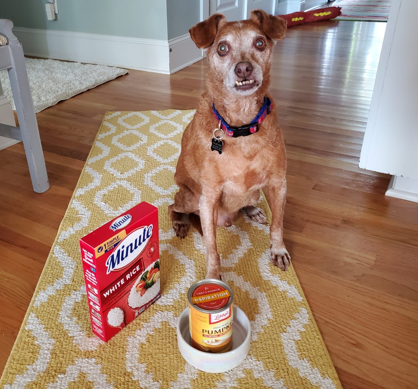 A person reading information about dog food while relaxing with their dog.