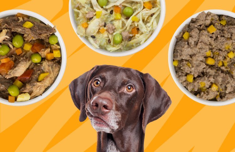Three different types of dog food bowls tailored for specific life stages.