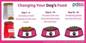 A healthy dog sitting near a bowl of nutritious dog food in a kitchen.