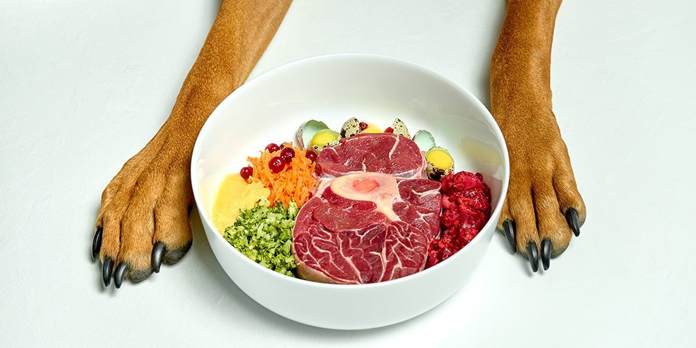 Fresh, healthy food options for dogs arranged neatly on a clean plate.