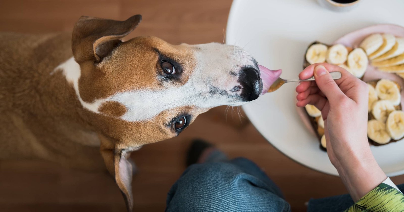 An elderly dog waiting patiently for a healthy, measured meal.