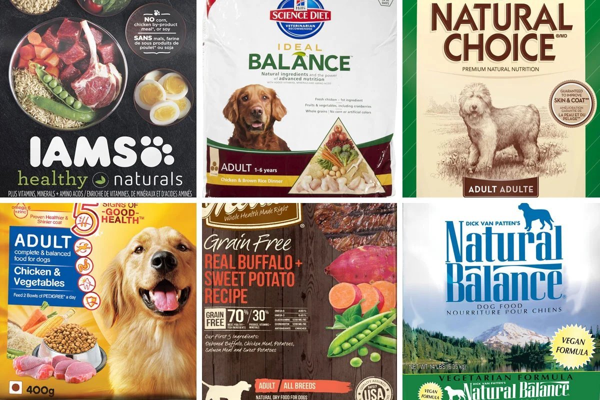 A pet owner learning about dog nutrition while their dog rests nearby.