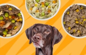 A healthy dog sitting near a bowl of nutritious dog food in a kitchen.