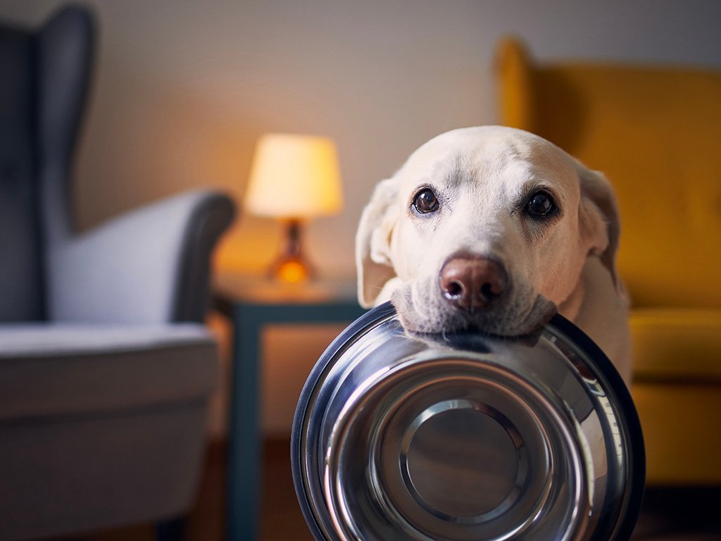 Different types of dog food bags with measuring tools on a table.