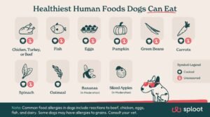 A bowl of healthy dog food ingredients including chicken, vegetables, and brown rice.