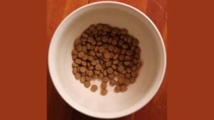 A bowl of healthy dog food surrounded by fresh, natural ingredients.