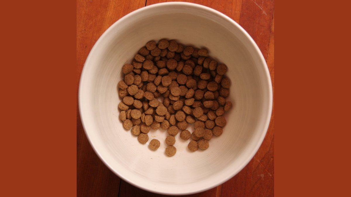 A bowl of healthy dog food surrounded by fresh, natural ingredients.
