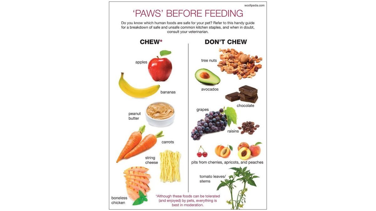 A healthy dog looks at a plate of safe human food snacks.