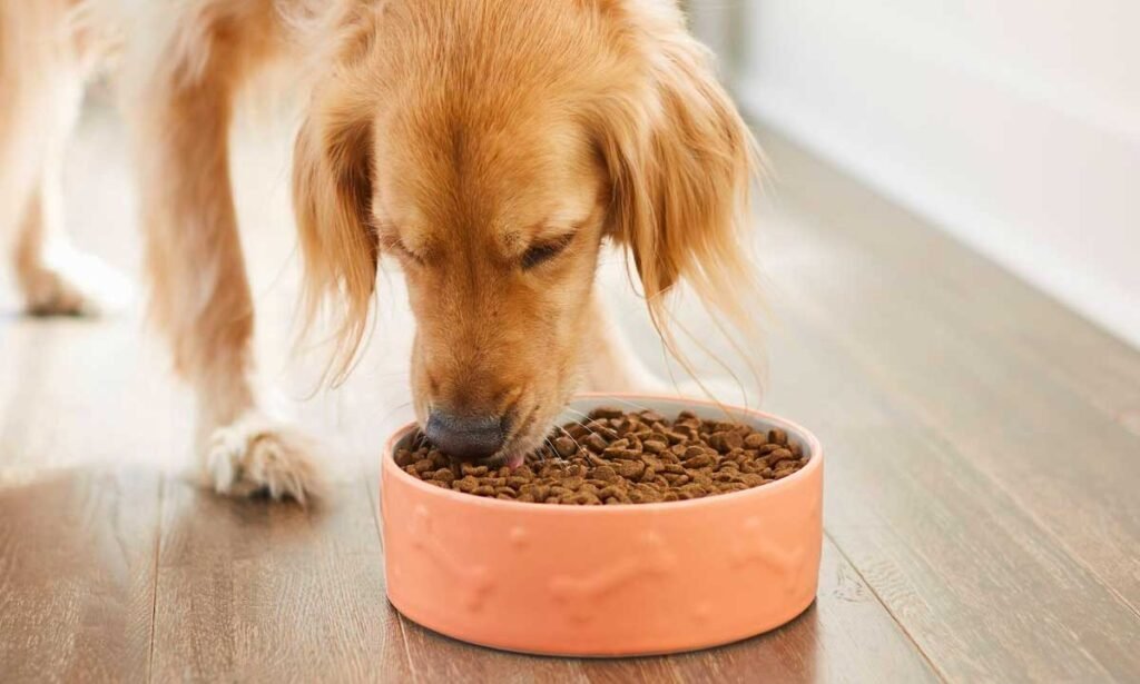 Measuring dry dog food precisely into a ceramic bowl in a kitchen.