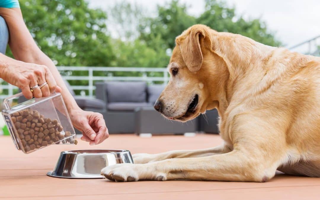 A veterinarian checking a dog's weight and physical condition in a clinic.