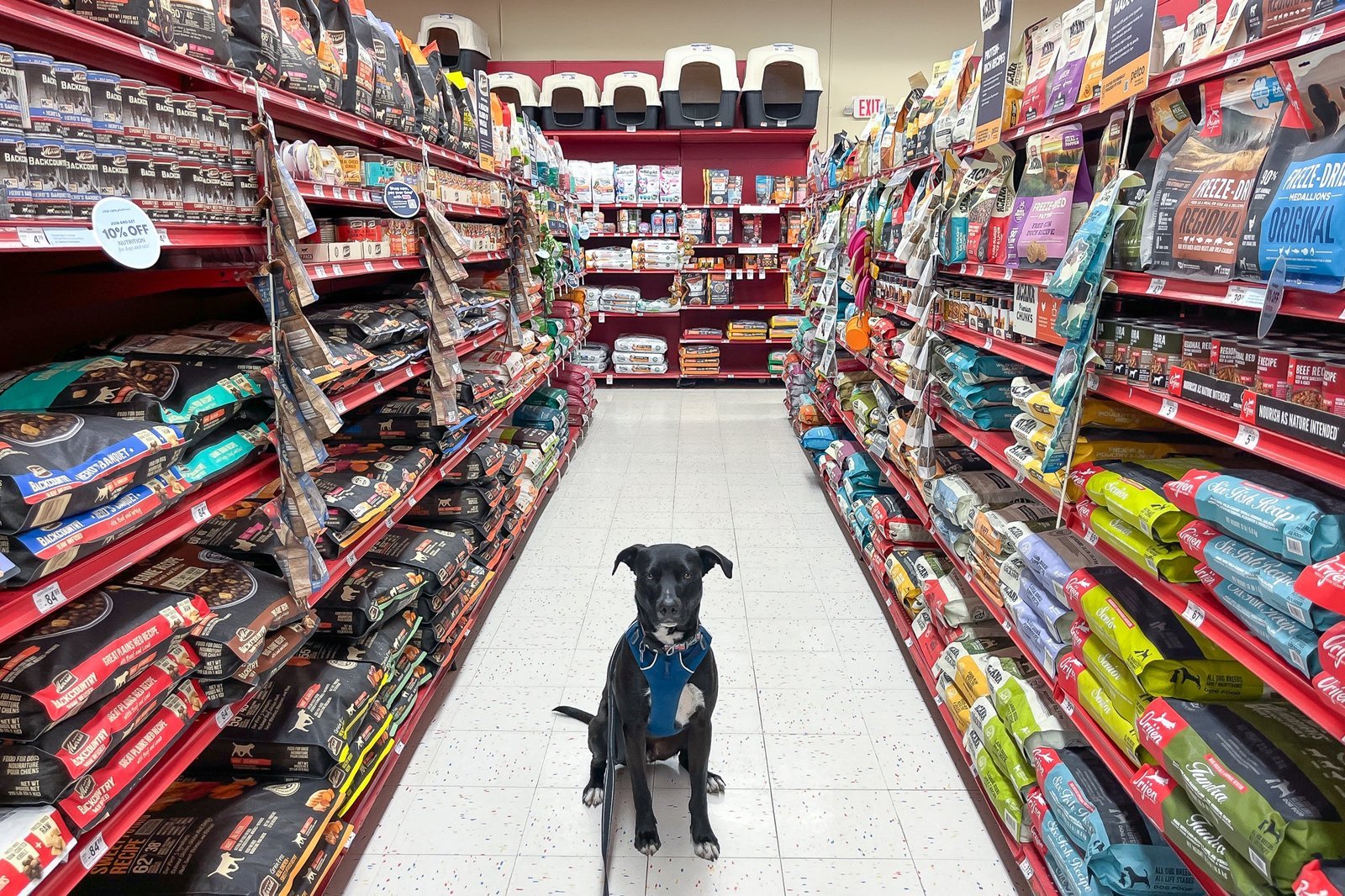 A veterinarian consulting about dog food choices in a clinic setting.