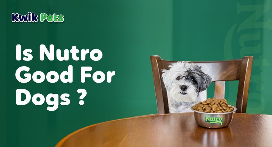 Checking the label on dog food for nutritional adequacy and quality ingredients.