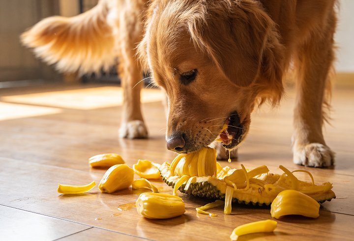 A healthy dog showing signs of vitality after eating a nutritious meal.
