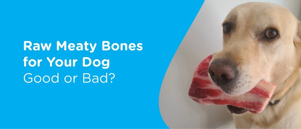 A person comparing different types of specialized dog food in a pantry.