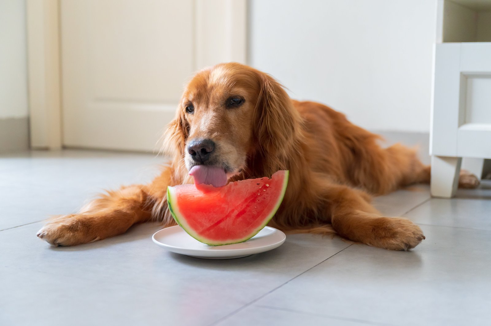 A person searching for information on safe dog food options at home.
