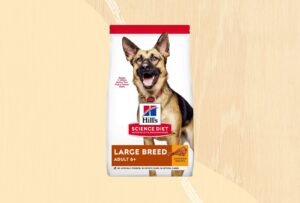 A healthy dog sits patiently near a bowl of nutritious dog food.