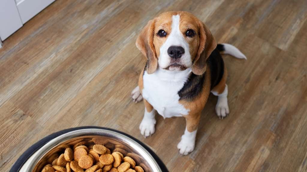 A person inspecting the ingredient label on a bag of premium dog food.