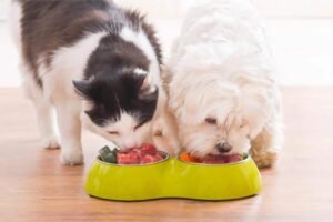 A healthy dog sitting near a bowl of nutritious food in a modern home.