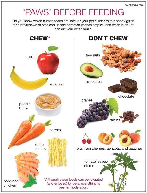 A collection of fresh ingredients used for preparing healthy dog food meals.