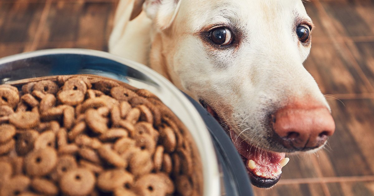 Fresh salmon, brown rice, and fish oil representing healthy dog food ingredients.
