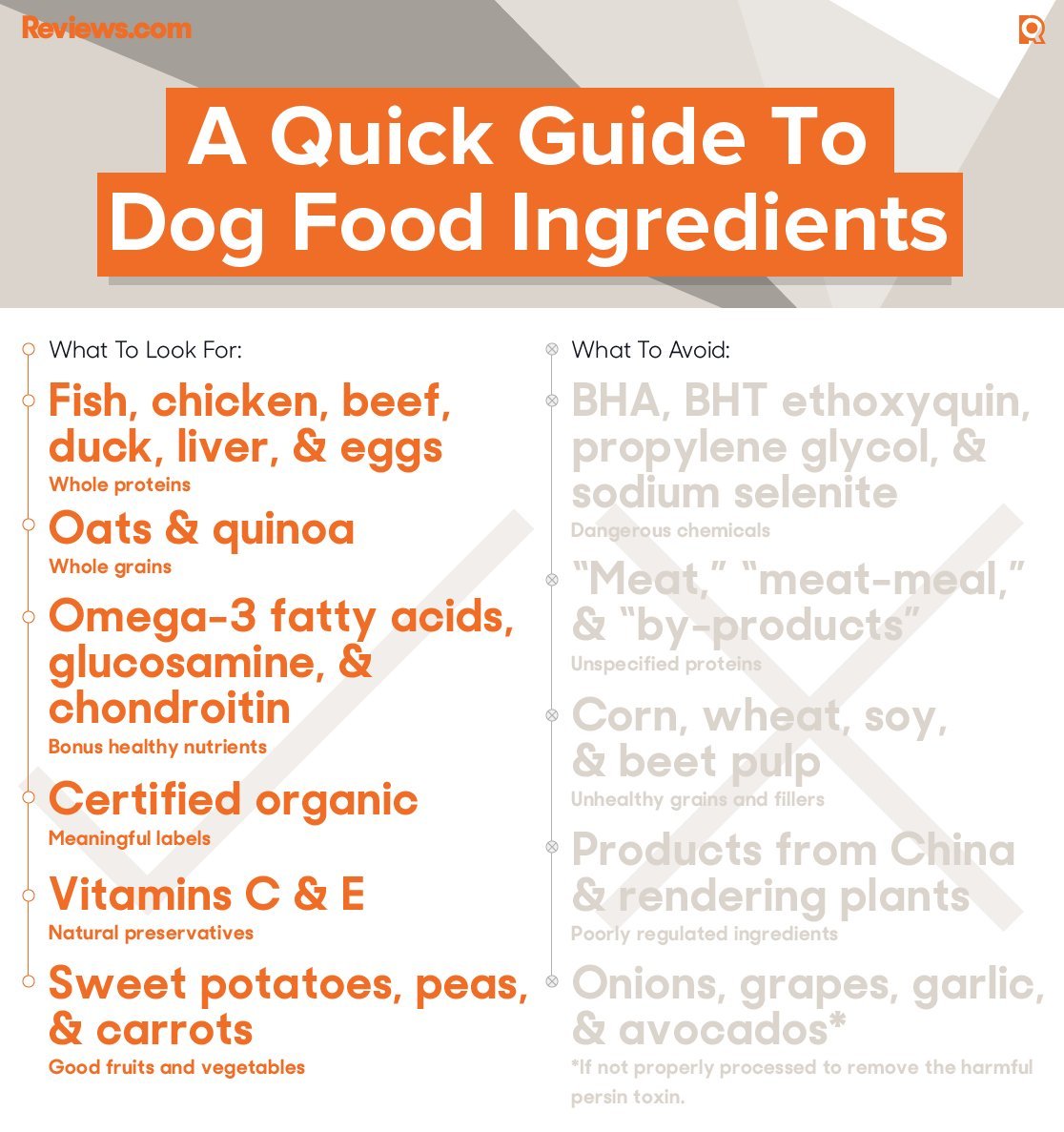 A healthy dog waiting for food representing common questions about canine nutrition.