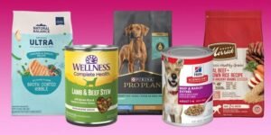 A healthy dog waiting for nutritious dog food in a bright modern kitchen.