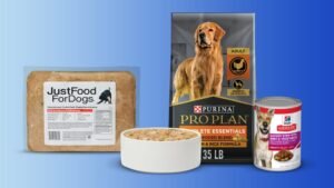 A healthy dog waiting for a bowl of nutritious non kibble dog food.
