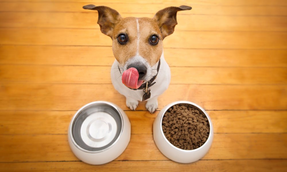 Reading the ingredient list and AAFCO statement on high quality dog food packaging.