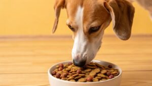 A happy dog waiting to eat a bowl of healthy dog food.