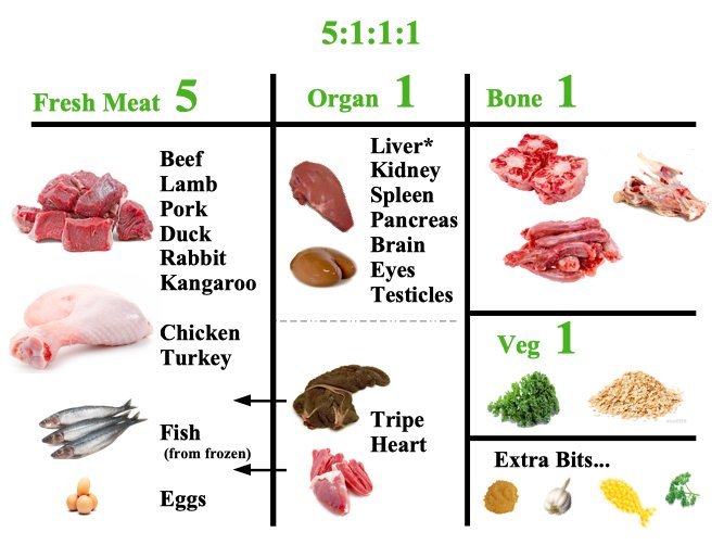 Measuring high-quality dog food on a scale to ensure proper nutritional portions.