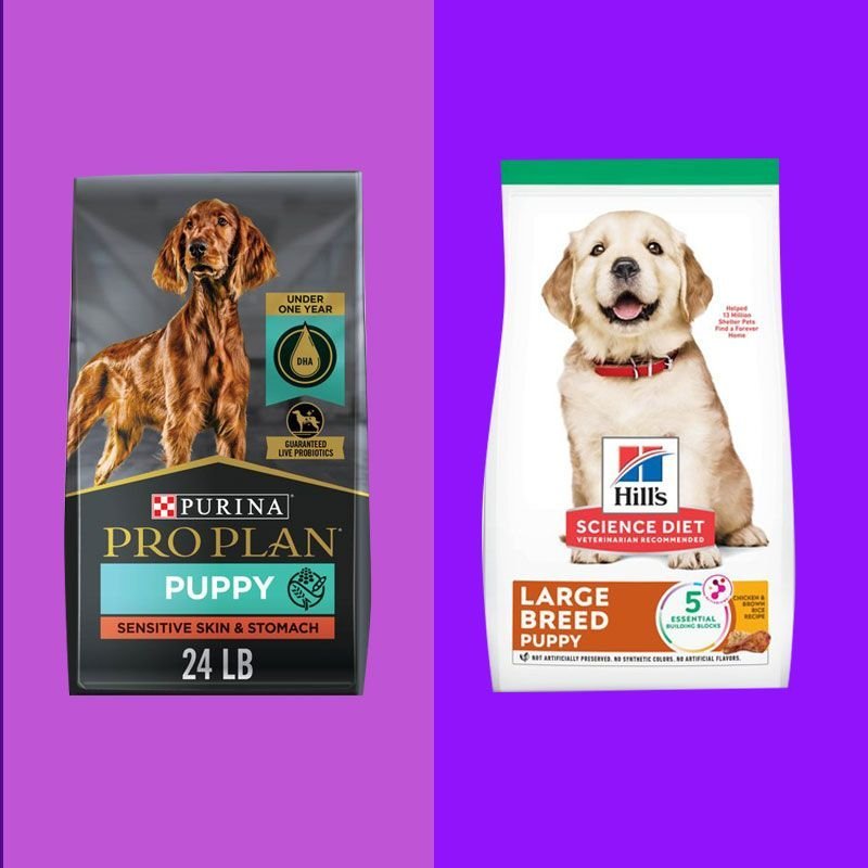 An older dog resting beside a bowl of senior-specific dog food.