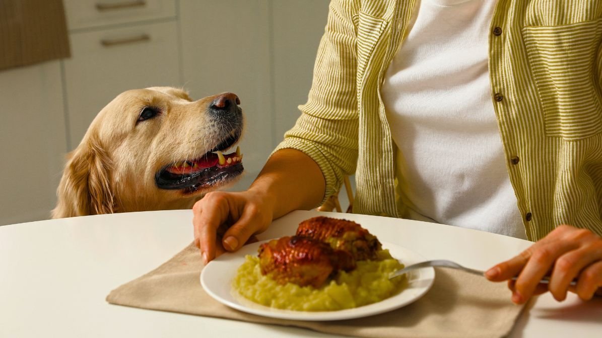 Selecting the healthiest food for dogs involves checking for complete nutritional labels.