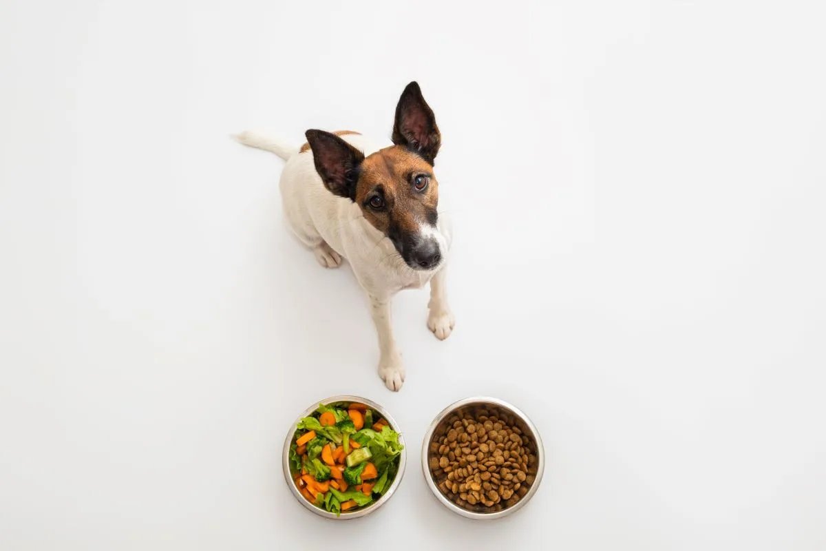 A peaceful home setting where owners consider the healthiest food for dogs.