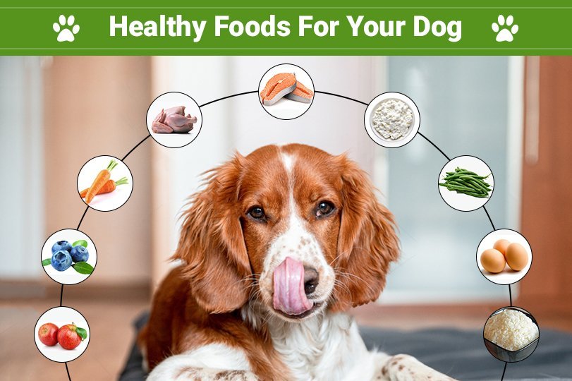 Two ceramic bowls on a floor showing measured portions of healthy dog food.