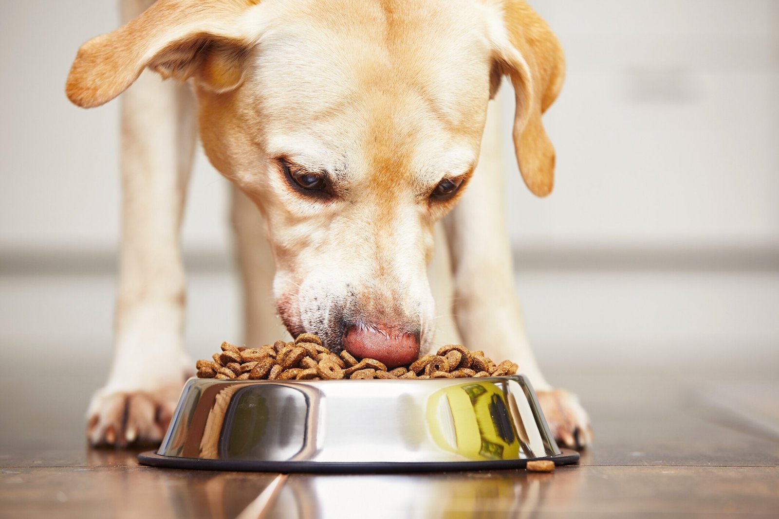 Reading the ingredient list on a package of healthy dog food.