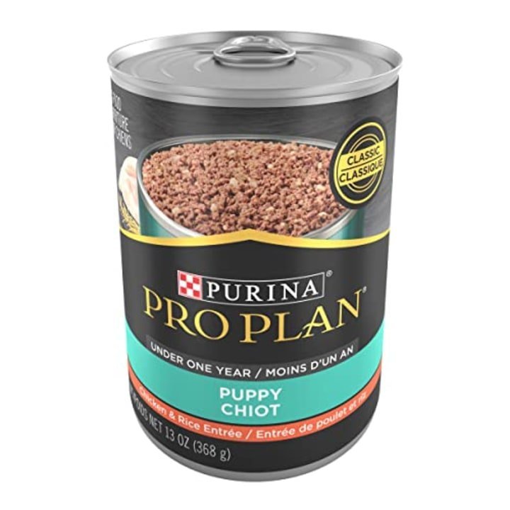A fit and healthy dog showing signs of excellent nutritional status.
