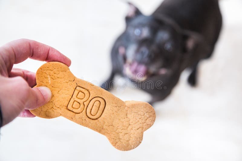 A person checking the ingredient label on a bag of high-quality dog food.