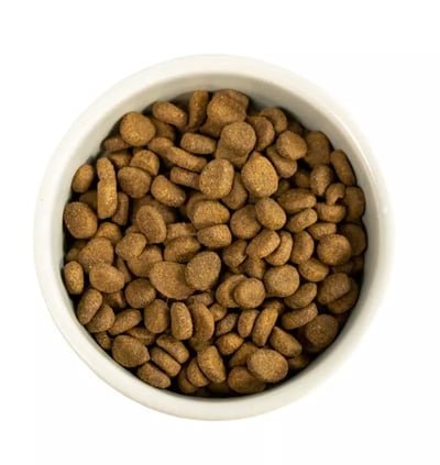 Dog resting near a tablet showing frequently asked questions about dog food.