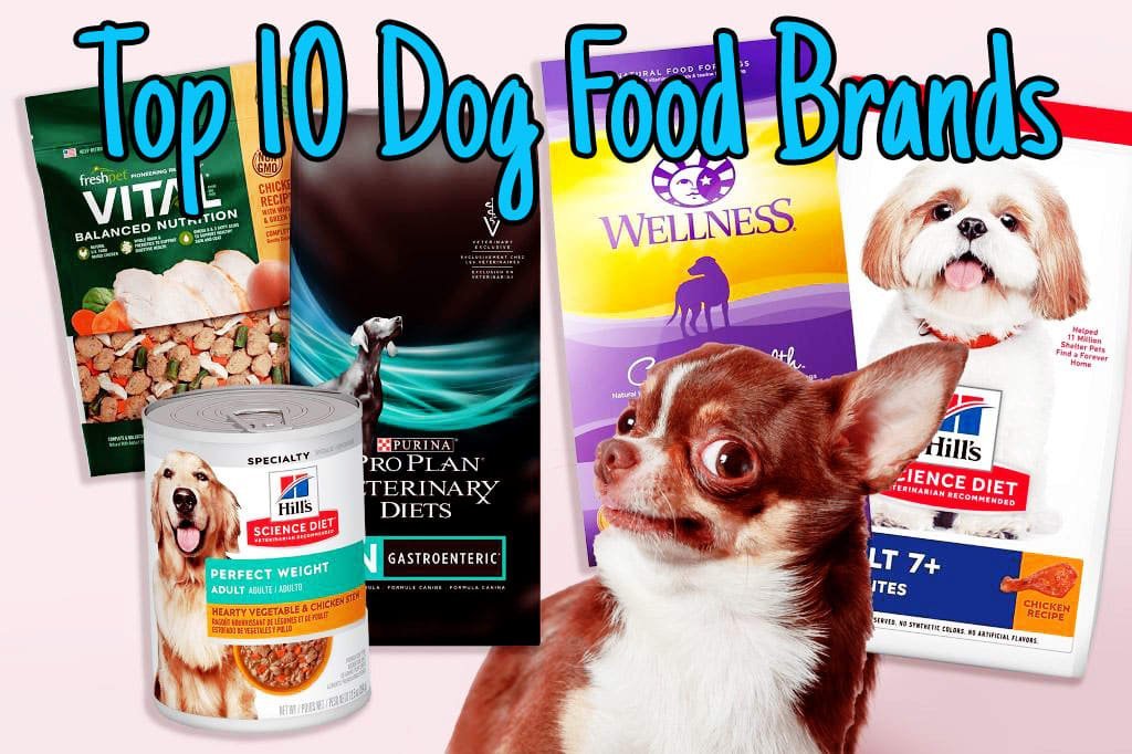 A person checking the nutritional information on a bag of healthy dog food.