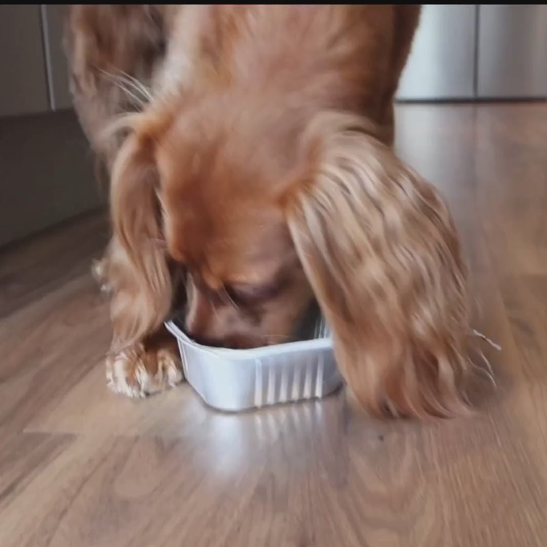 Various healthy dog food ingredients arranged neatly on a kitchen counter.