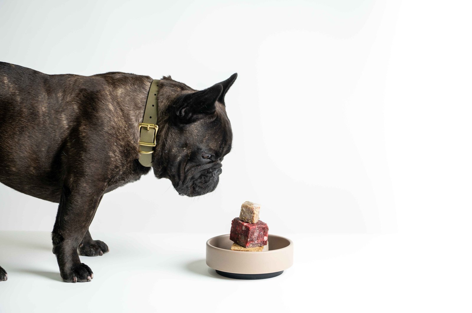 A veterinarian checking a dog's nutritional plan to ensure balanced dog food intake.