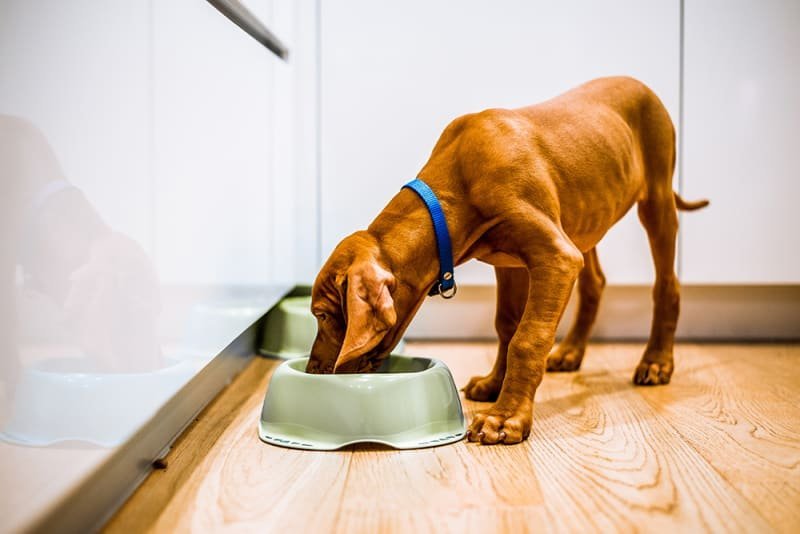 A veterinarian examining a dog to ensure it receives proper dog food nutrition.