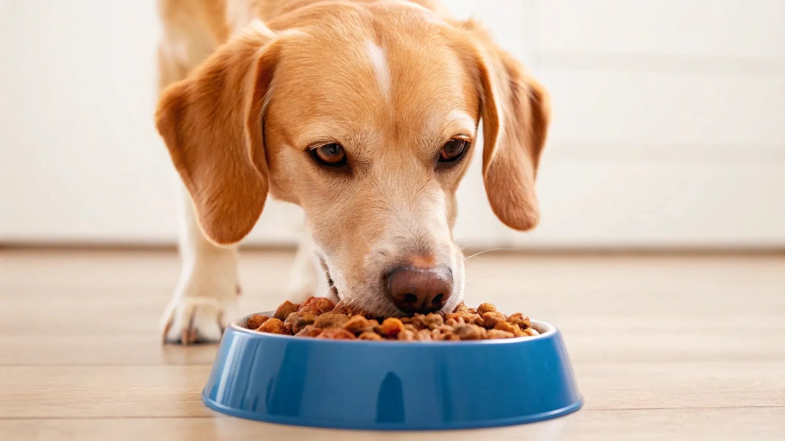 Checking a dog's physical condition to ensure a healthy body weight.