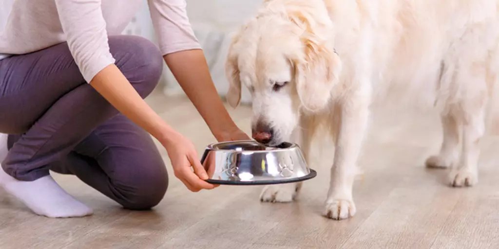 Someone preparing a balanced homemade meal for their dog in a modern kitchen.