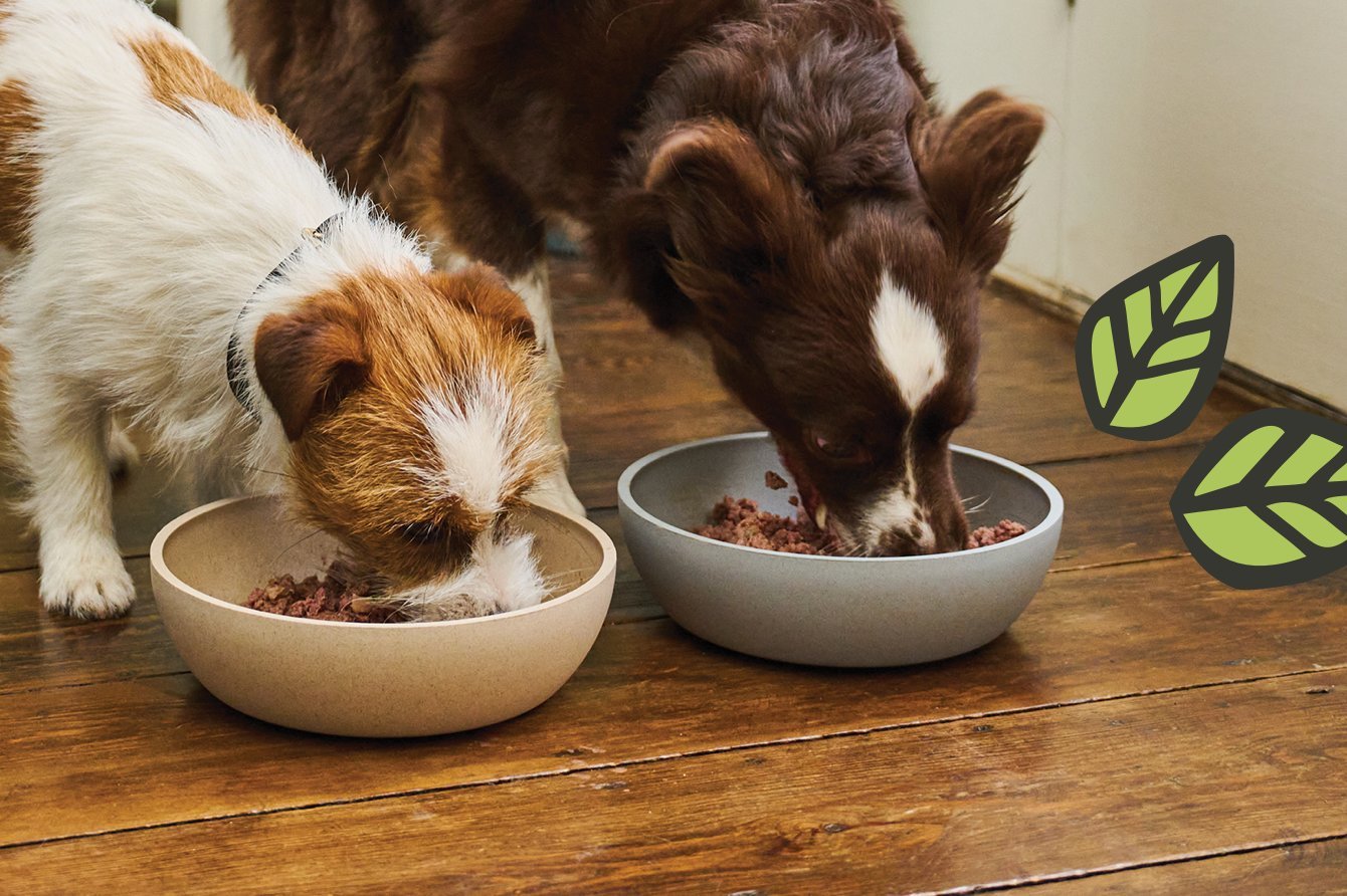 A clean dog bowl ready for a scheduled mealtime routine.