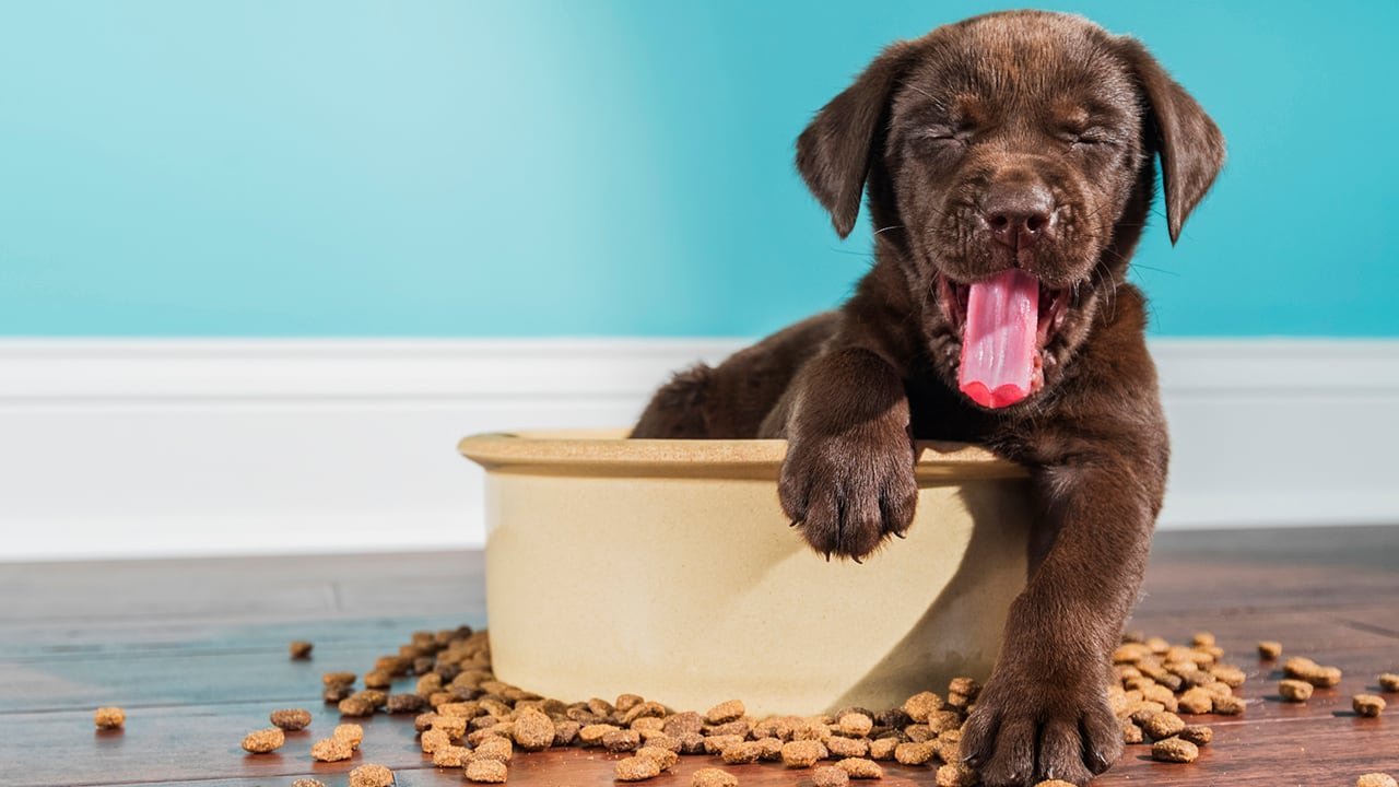 A bowl of high-quality dog food next to a health checklist.