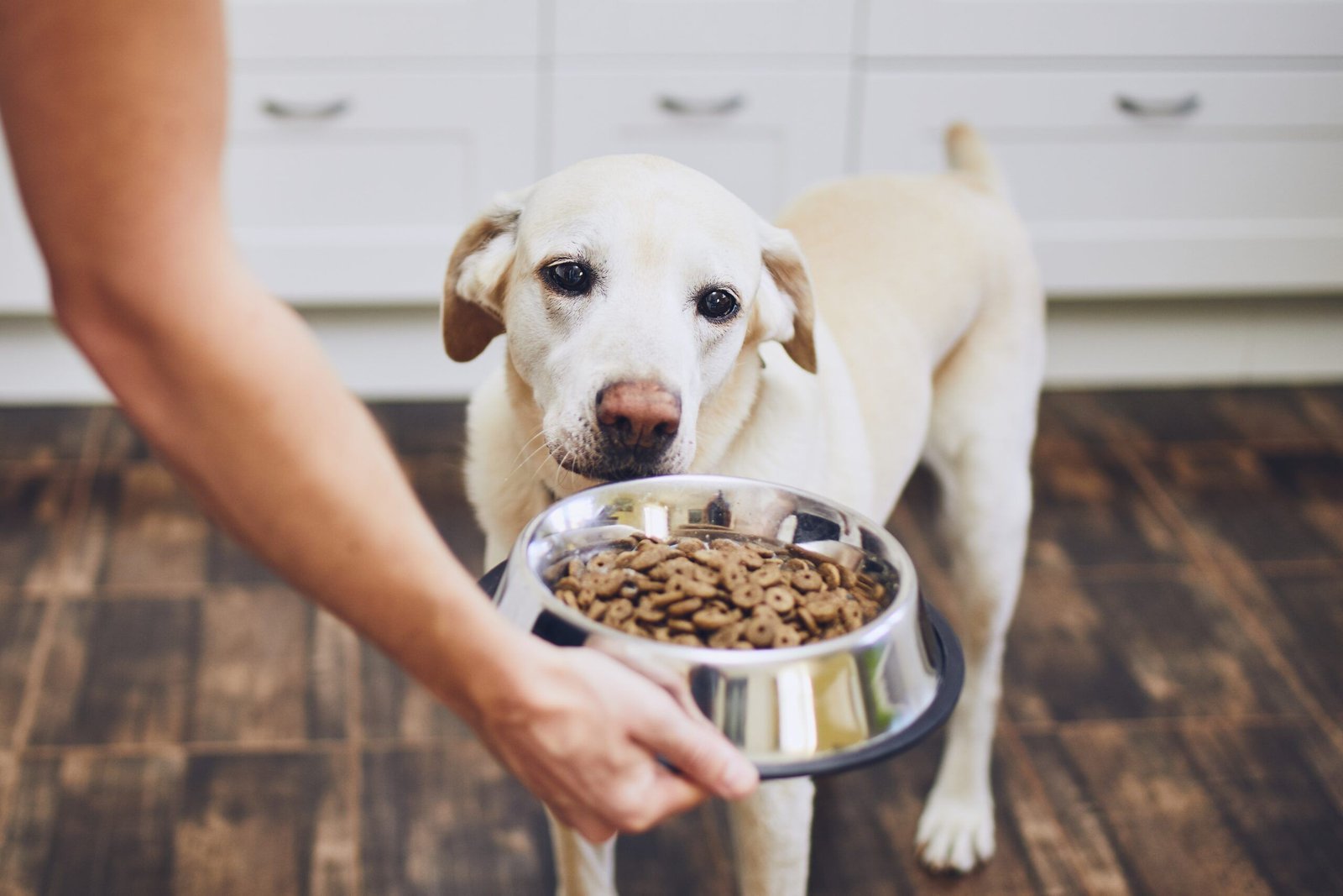 A dog eating from a bowl with fresh water nearby for proper hydration.